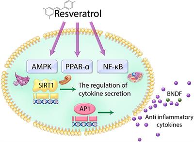 Resveratrol Modulates the Gut-Brain Axis: Focus on Glucagon-Like Peptide-1, 5-HT, and Gut Microbiota